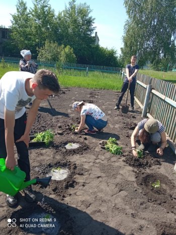 Посадка помидоров на школьном участке.